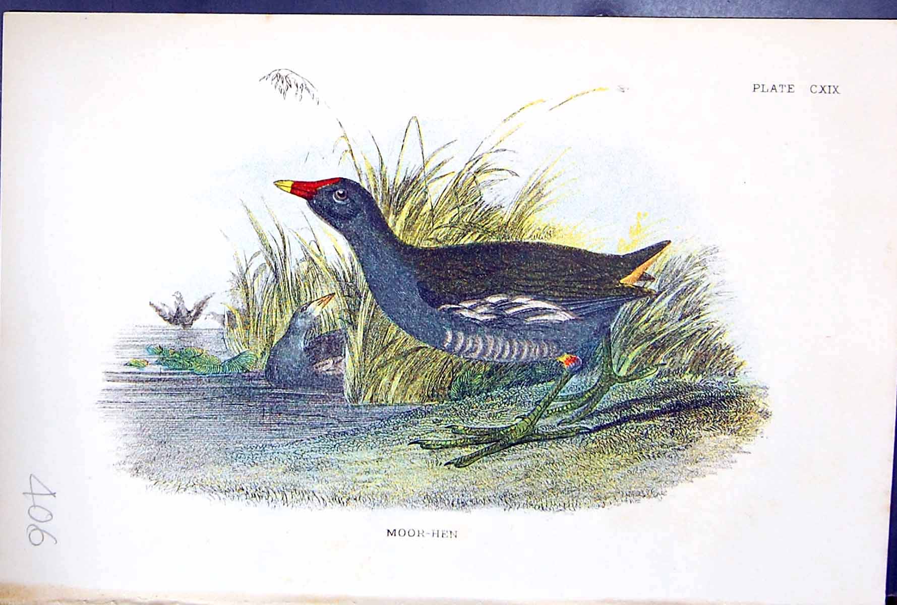 Old Antique Print 1897 Lloyd Sharpe Colour Birds Great Britain Moor-Hen 19th