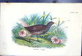 Antique Old Print 1897 Lloyd Sharpe Colour Birds Great Britain Spotted Crake