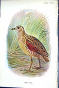 Old Antique Print Land Rail 1897 Lloyd Sharpe Colour Birds Great Britain 19th