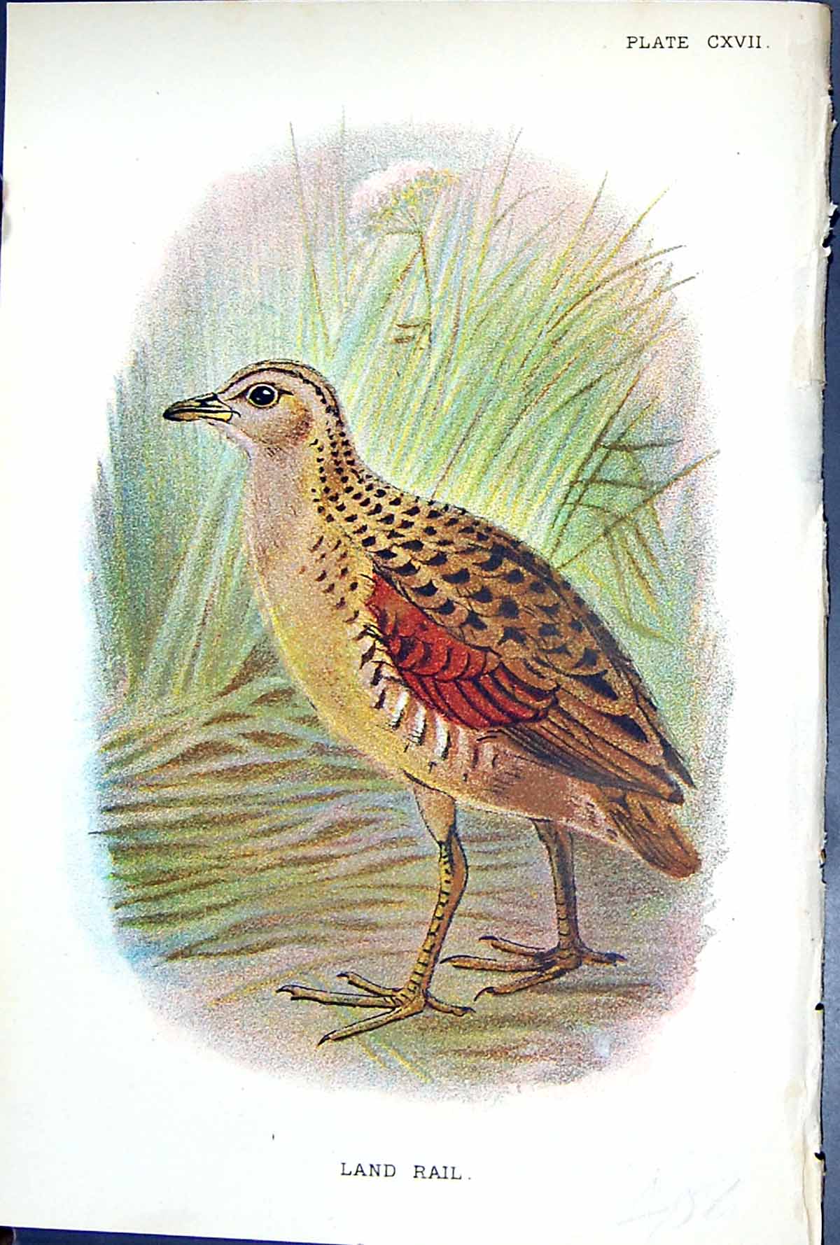 Old Antique Print Land Rail 1897 Lloyd Sharpe Colour Birds Great Britain 19th