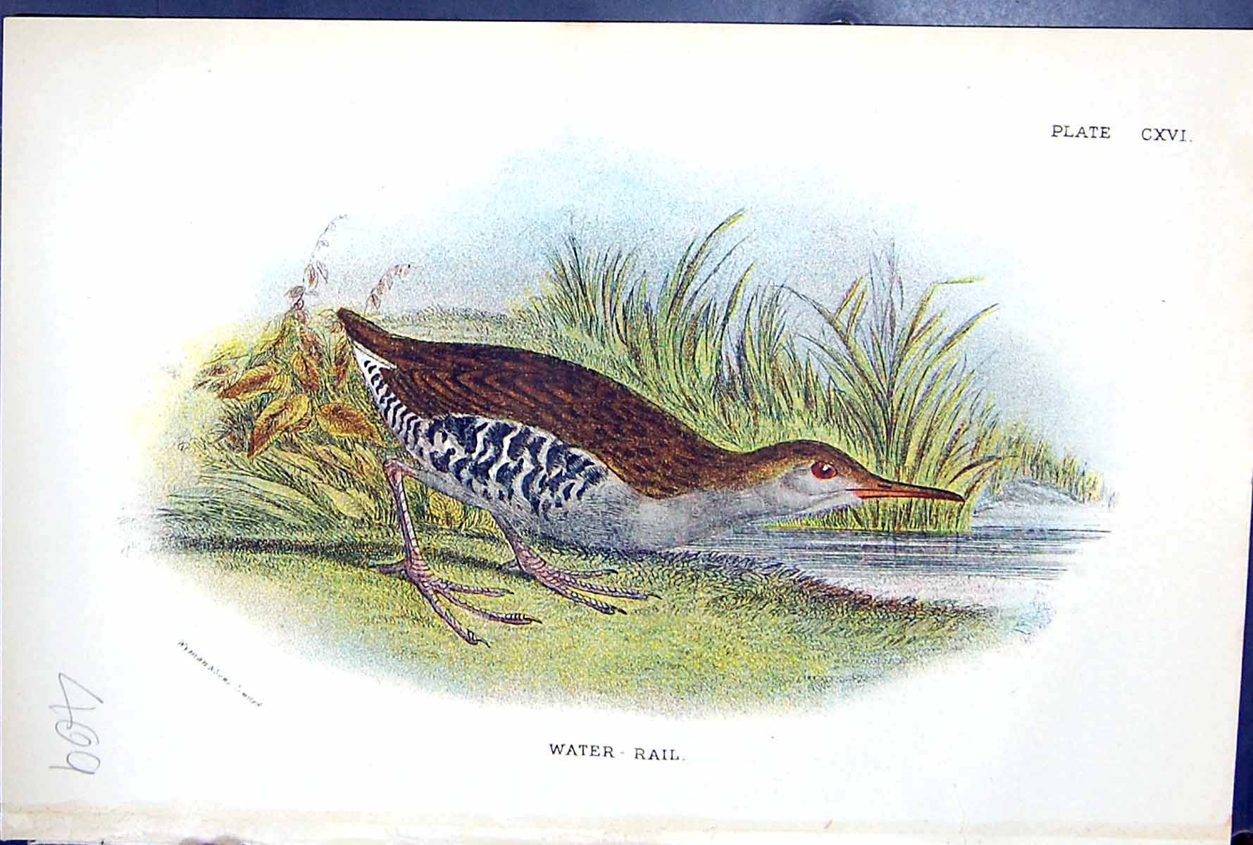 Antique Print 1897 Lloyd Sharpe Colour Birds Great Britain Water-Rail Wyman