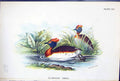 Antique Print Sclavonian Grebe Wyman 1897 Lloyd Sharpe Birds Great Britain 19th