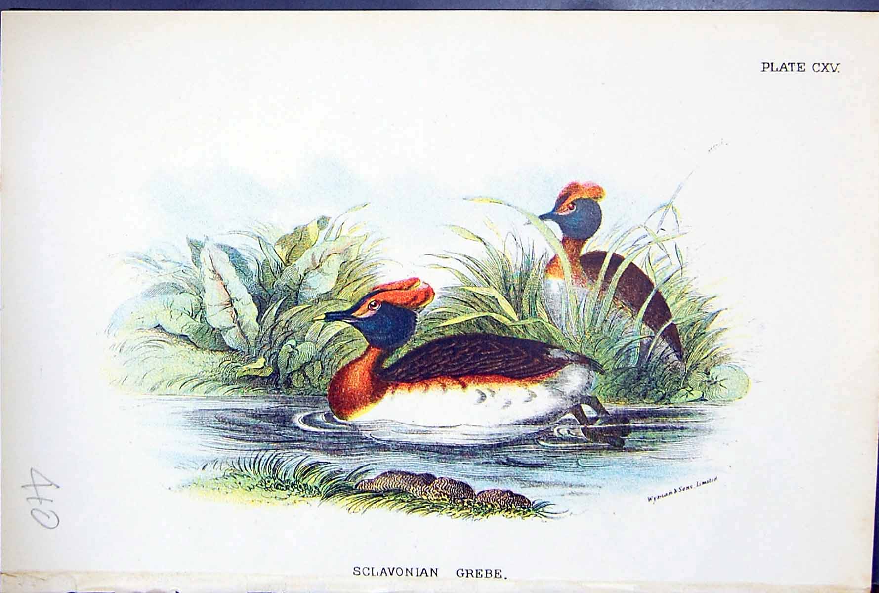 Antique Print Sclavonian Grebe Wyman 1897 Lloyd Sharpe Birds Great Britain 19th