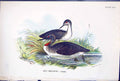 Old Print 1897 Lloyd Sharpe Birds Great Britain Red-Throated Diver Wyman 19th