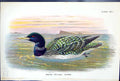 Old Print White-Billed Diver 1897 Lloyd Sharpe Colour Birds Great Britain 19th