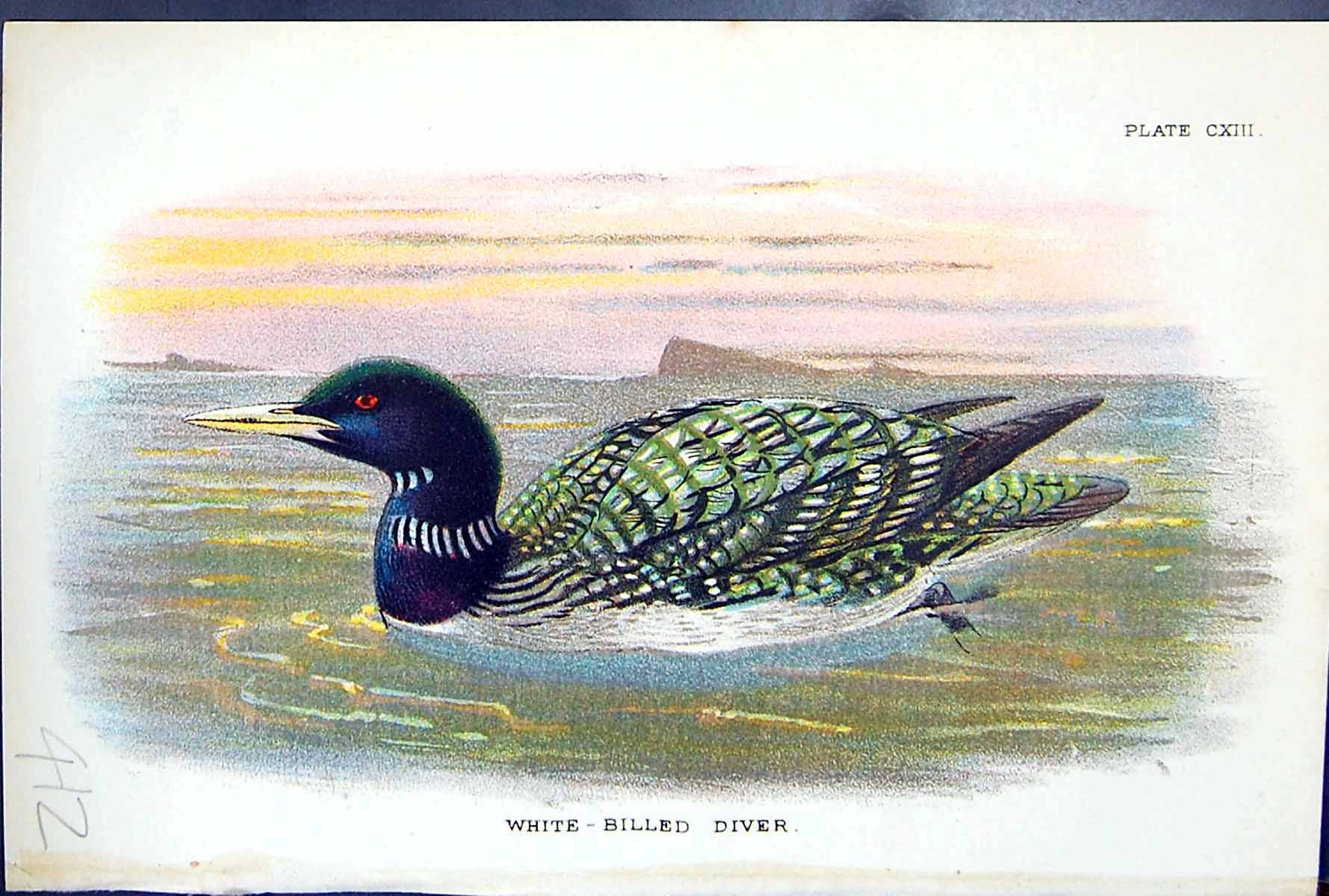 Old Print White-Billed Diver 1897 Lloyd Sharpe Colour Birds Great Britain 19th