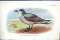 Old 1897 Lloyd Sharpe Birds Great Britain White-Throated Grey Petrel Victorian