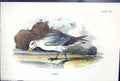 Antique Old Print 1897 Lloyd Sharpe Colour Birds Great Britain Fulmar Wyman