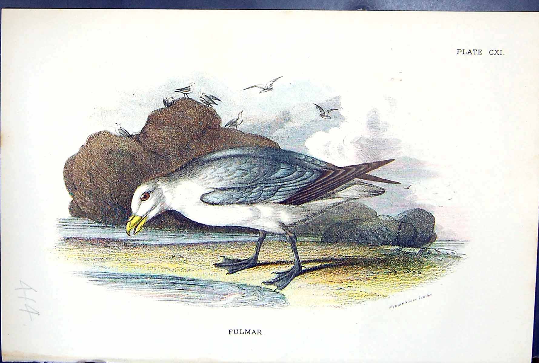 Antique Old Print 1897 Lloyd Sharpe Colour Birds Great Britain Fulmar Wyman