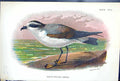 Old White-Bellied Petrel Wyman 1897 Lloyd Sharpe Birds Great Britain Victorian