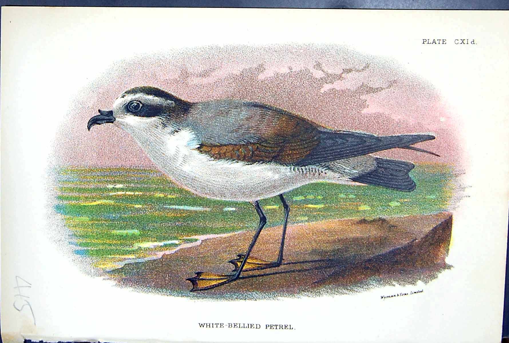 Old White-Bellied Petrel Wyman 1897 Lloyd Sharpe Birds Great Britain Victorian