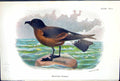 Antique Old Print 1897 Lloyd Sharpe Birds Great Britain Madeira Petrel Wyman
