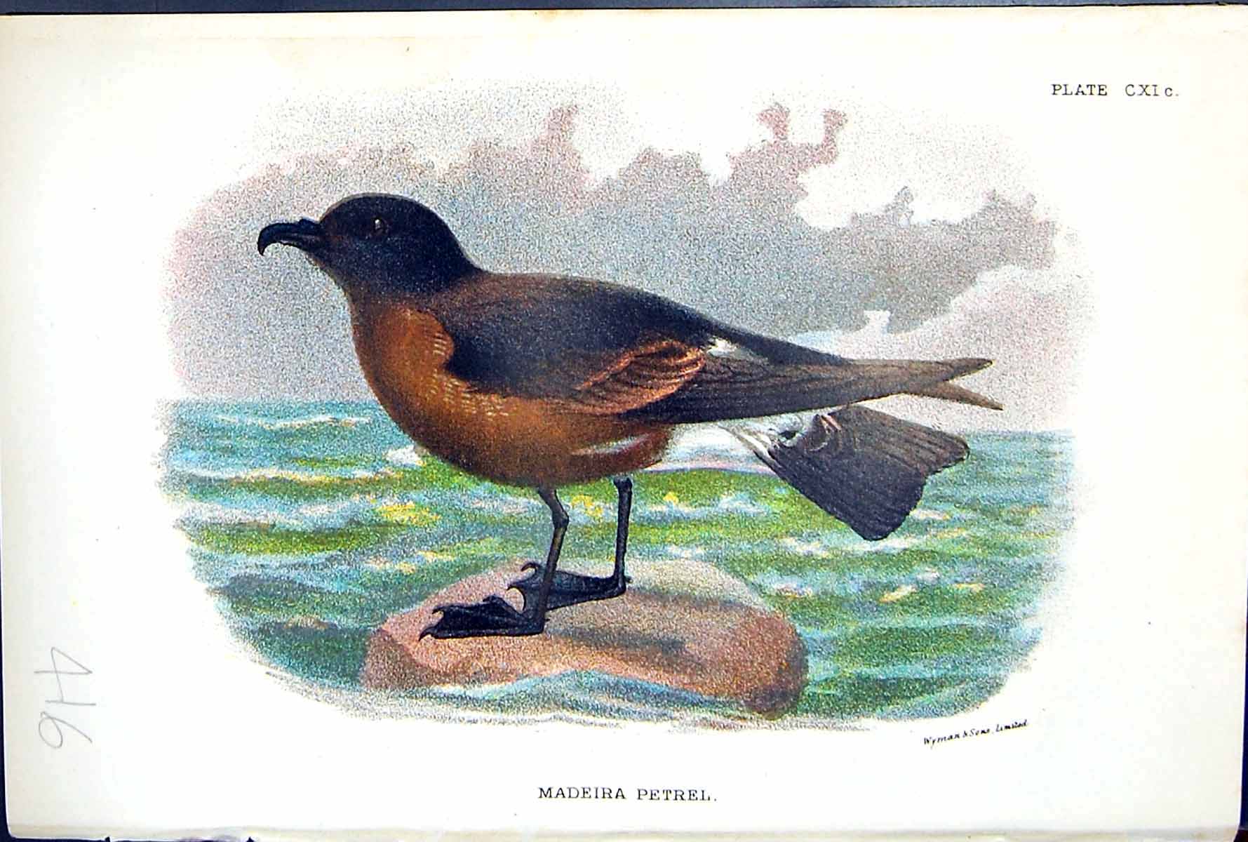 Antique Old Print 1897 Lloyd Sharpe Birds Great Britain Madeira Petrel Wyman
