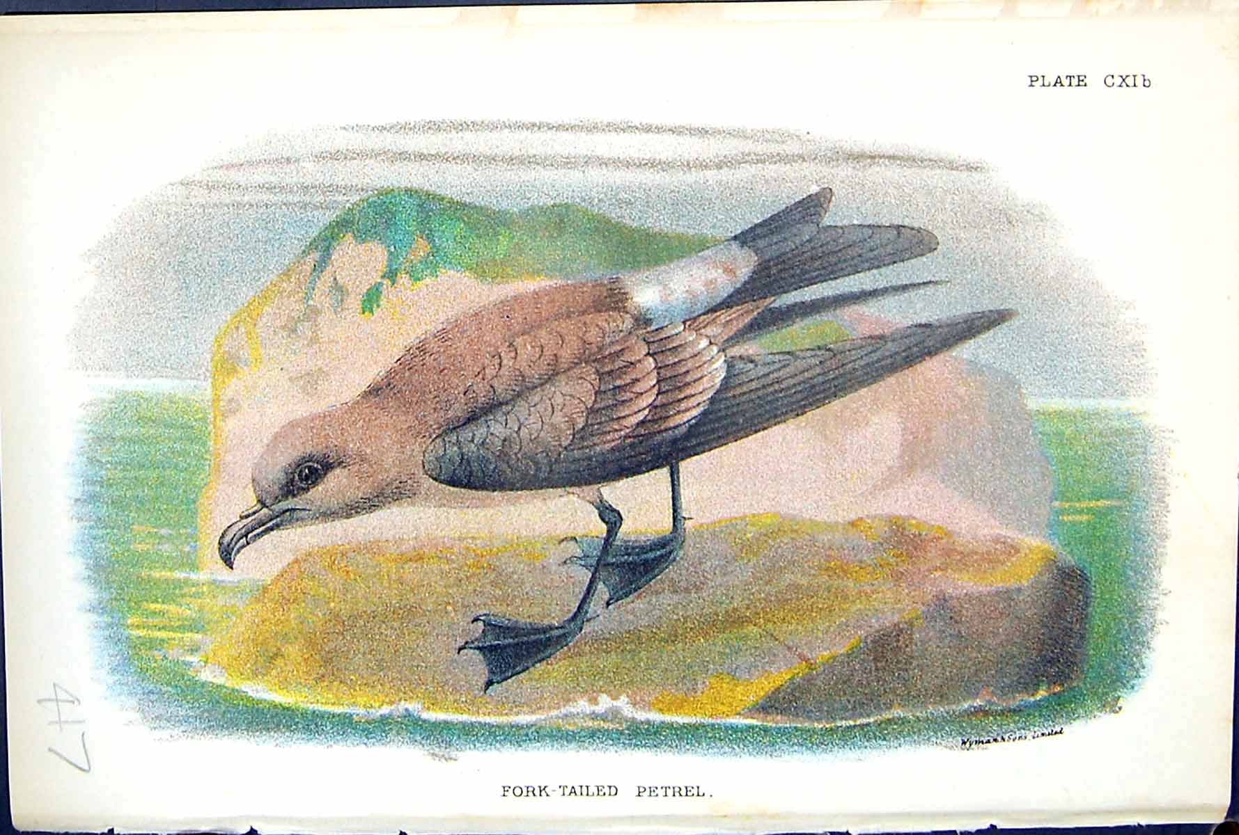 Old Print 1897 Lloyd Sharpe Birds Great Britain Fork-Tailed Petrel Wyman 19th