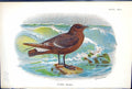 Old Print Storm-Petrel Wyman 1897 Lloyd Sharpe Colour Birds Great Britain 19th