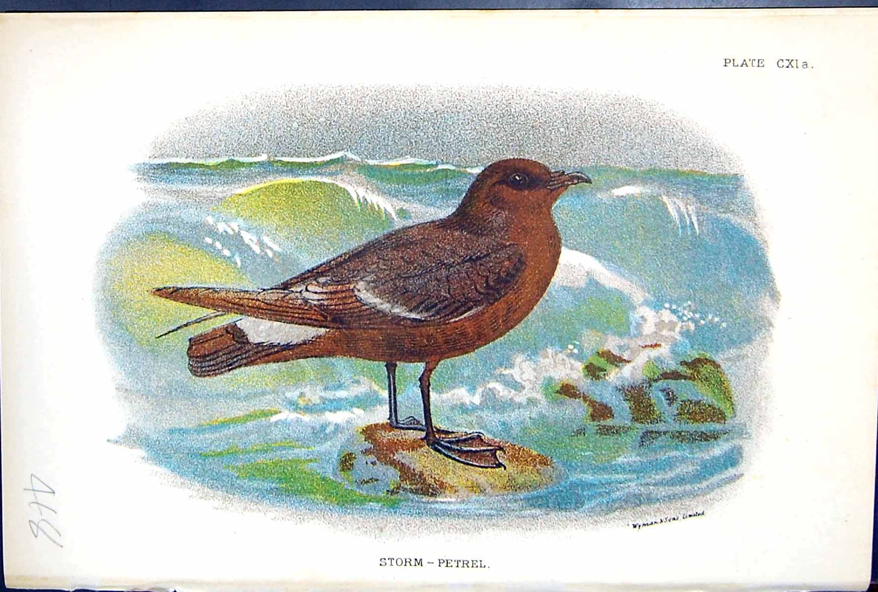 Old Print Storm-Petrel Wyman 1897 Lloyd Sharpe Colour Birds Great Britain 19th