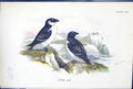 Antique Print 1897 Lloyd Sharpe Colour Birds Great Britain Little Auk Wyman
