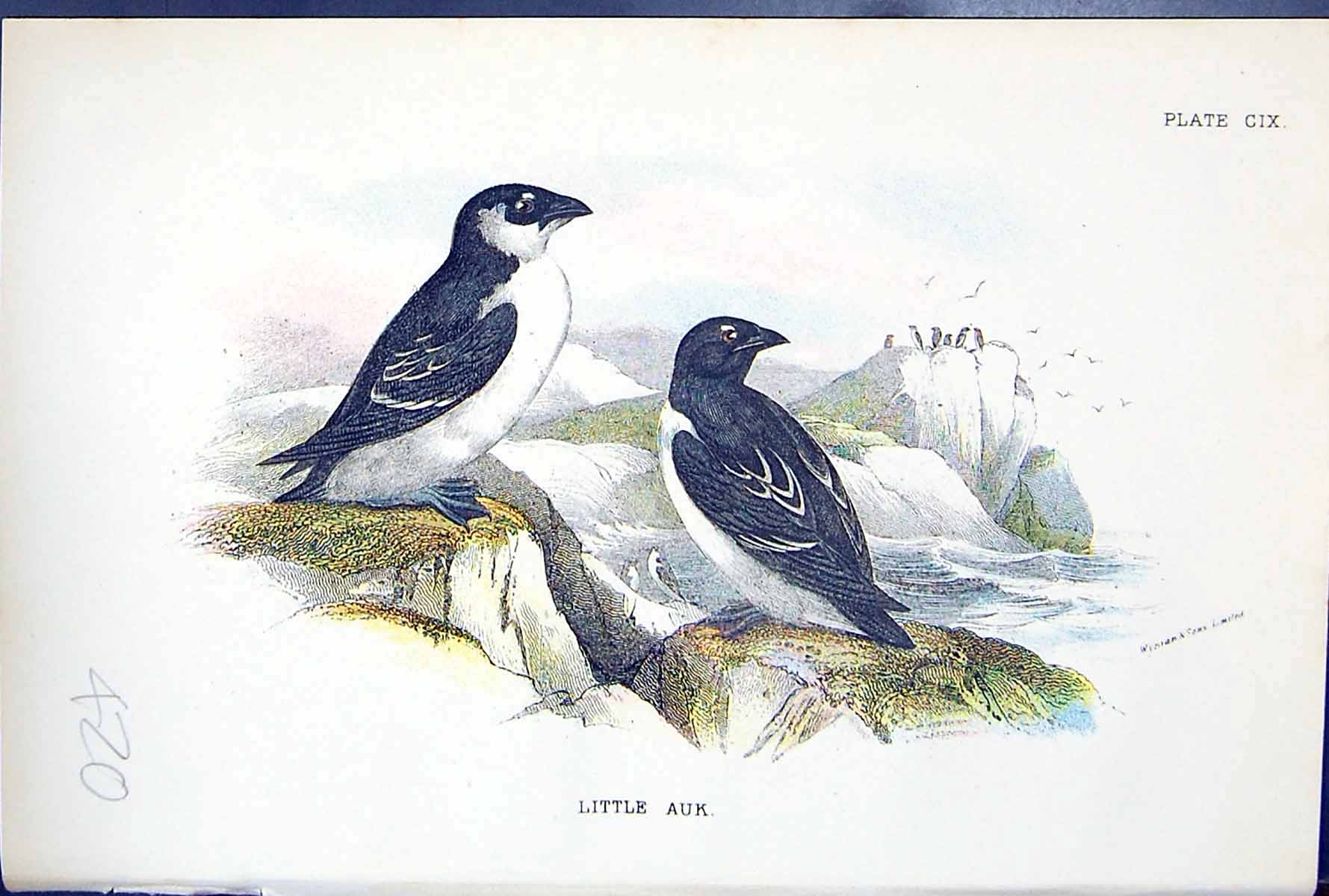 Antique Print 1897 Lloyd Sharpe Colour Birds Great Britain Little Auk Wyman