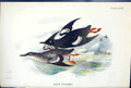 Antique Print Black Guillemot 1897 Lloyd Sharpe Colour Birds Great Britain 19th
