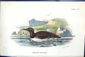 Antique Print Bridled Guillemot Wyman 1897 Lloyd Sharpe Birds Great Britain