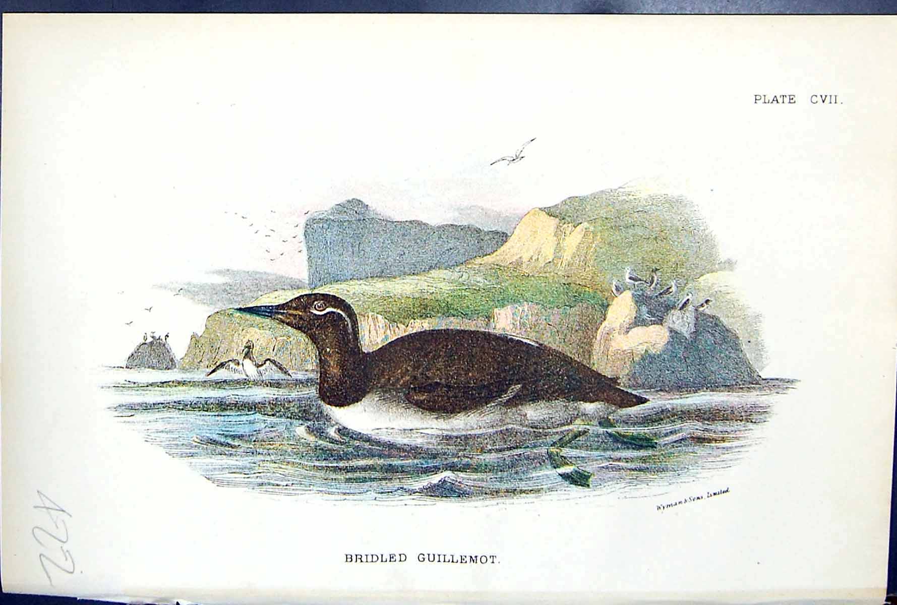 Antique Print Bridled Guillemot Wyman 1897 Lloyd Sharpe Birds Great Britain