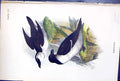 Old Antique Print Razor-Bill 1897 Lloyd Sharpe Colour Birds Great Britain 19th
