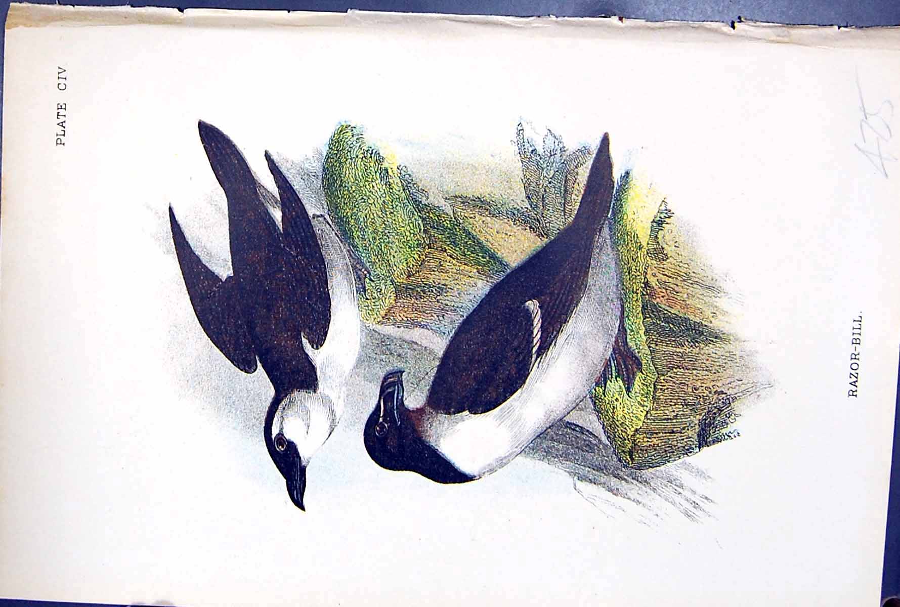 Old Antique Print Razor-Bill 1897 Lloyd Sharpe Colour Birds Great Britain 19th