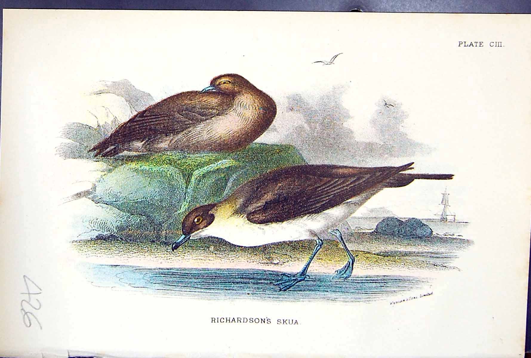 Antique Print 1897 Lloyd Sharpe Birds Great Britain Richardson'S Skua Wyman