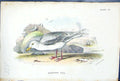Antique Old Print 1897 Lloyd Sharpe Birds Great Britain Glaucous Gull Wyman