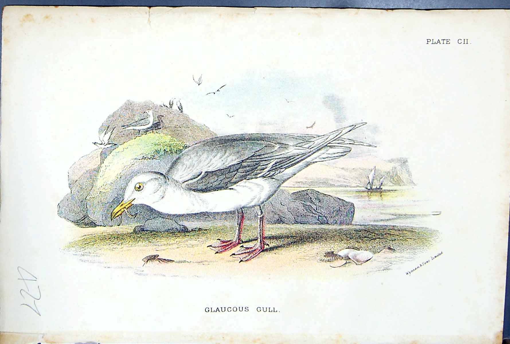 Antique Old Print 1897 Lloyd Sharpe Birds Great Britain Glaucous Gull Wyman