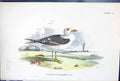 Old Print Lesser Black-Backed Gull 1897 Lloyd Sharpe Birds Great Britain 19th