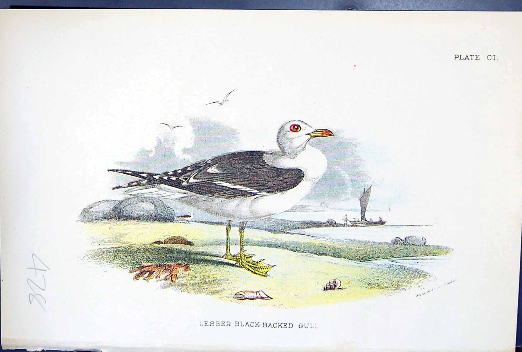 Old Print Lesser Black-Backed Gull 1897 Lloyd Sharpe Birds Great Britain 19th