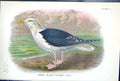 Antique Print 1897 Lloyd Sharpe Birds Great Britain Great Black-Backed Gull