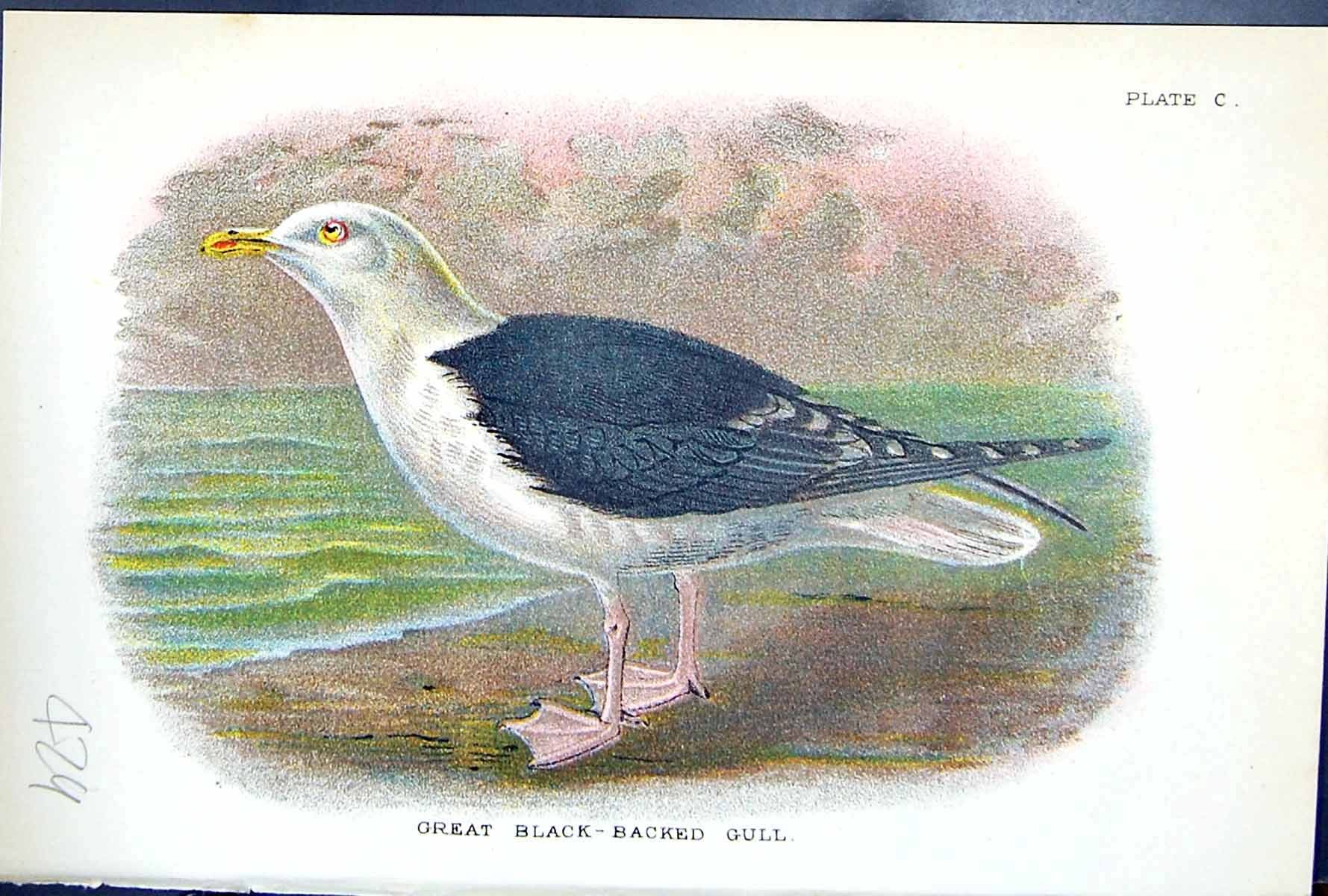 Antique Print 1897 Lloyd Sharpe Birds Great Britain Great Black-Backed Gull