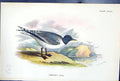 Antique Old Print Wyman 1897 Lloyd Sharpe Birds Great Britain Sabine'S Gull