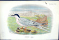 Antique Old Print Roseate Tern 1897 Lloyd Sharpe Colour Birds Great Britain