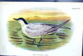 Antique Print Gull-Billed Tern 1897 Lloyd Sharpe Colour Birds Great Britain