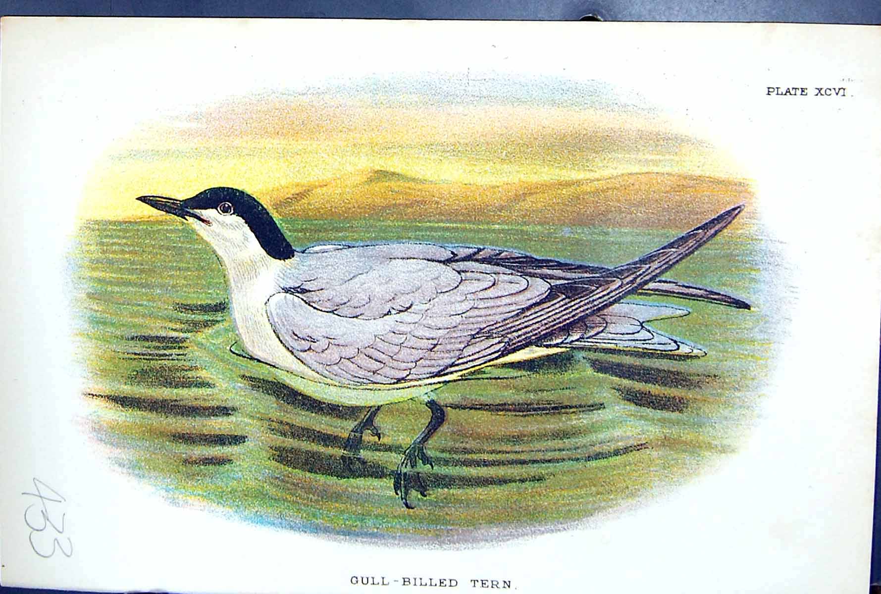 Antique Print Gull-Billed Tern 1897 Lloyd Sharpe Colour Birds Great Britain