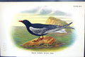 Antique Print 1897 Lloyd Sharpe Birds Great Britain White-Winged Black Tern