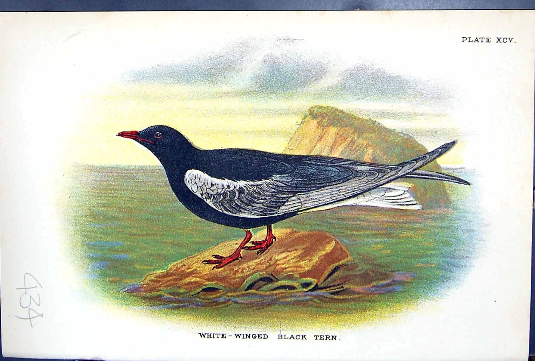Antique Print 1897 Lloyd Sharpe Birds Great Britain White-Winged Black Tern