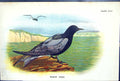 Old Antique Print Black Tern 1897 Lloyd Sharpe Colour Birds Great Britain 19th