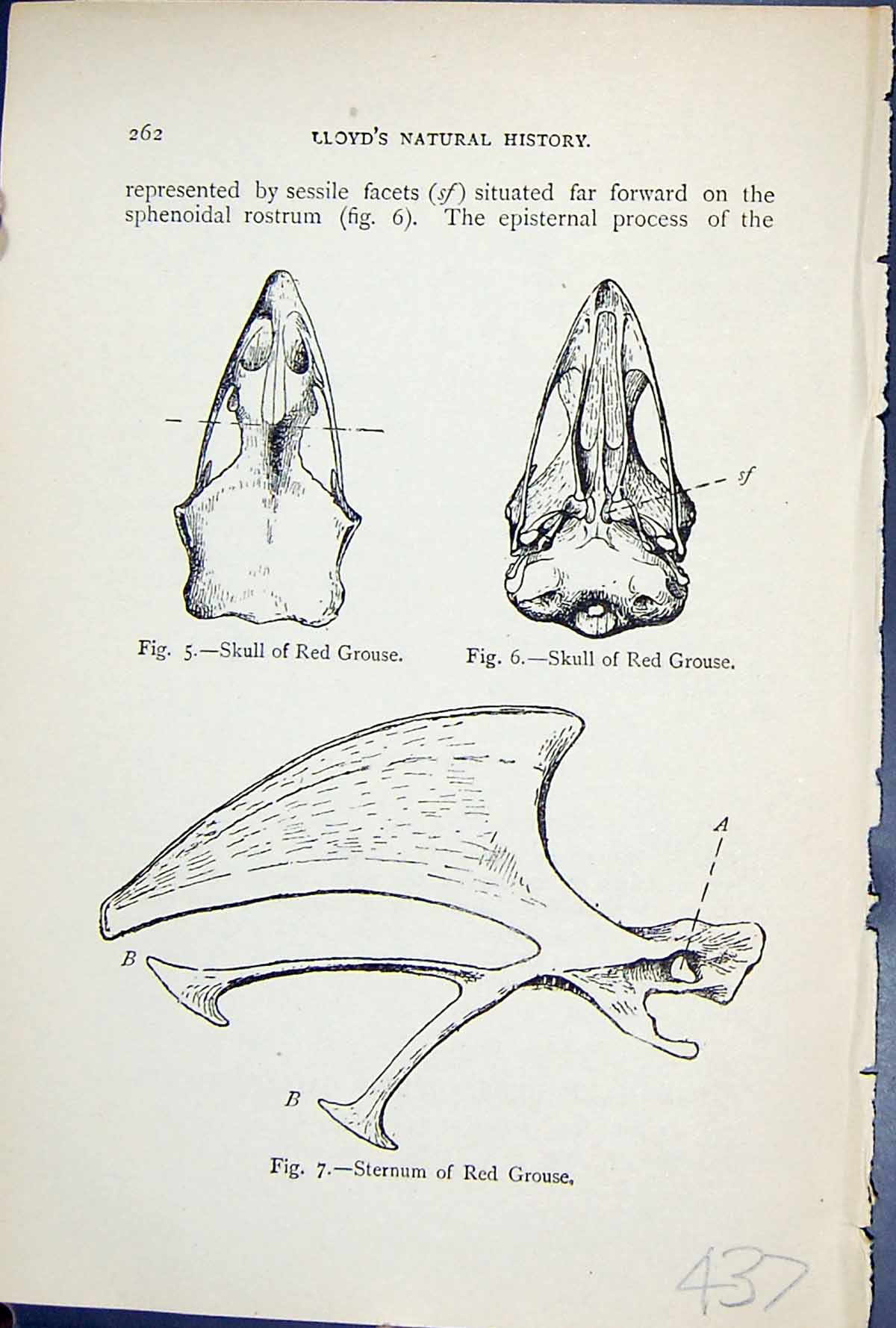 Old 1897 Lloyd Sharpe Birds Great Britain Red Grouse Skull Sternum Na Victorian