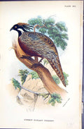 Antique Old Print 1896 Lloyd Sharpe Game Birds Common Koklass Pheasant Wyman
