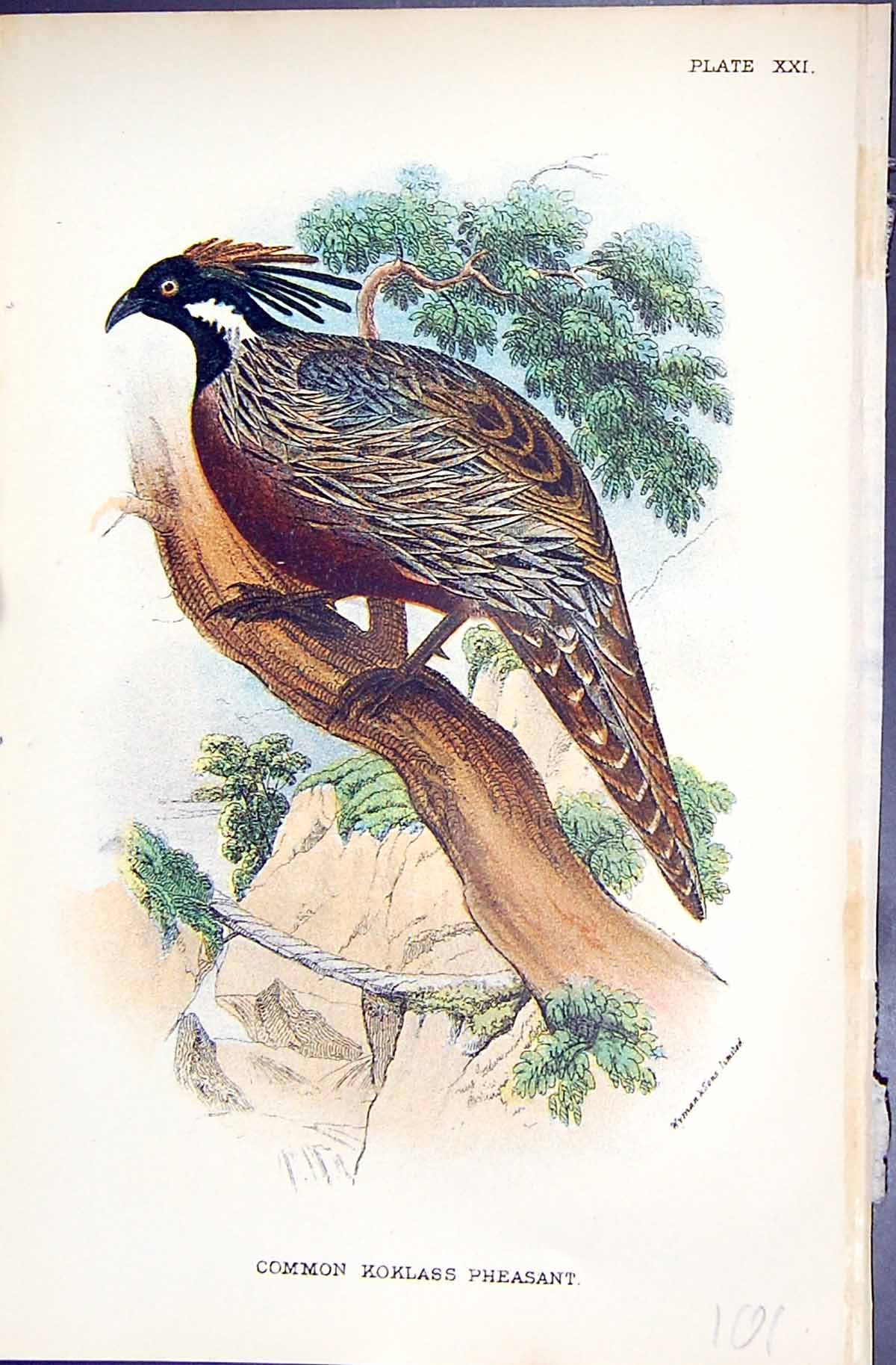 Antique Old Print 1896 Lloyd Sharpe Game Birds Common Koklass Pheasant Wyman