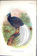 Antique Print Bulwer'S Wattled Pheasant Wyman 1896 Lloyd Sharpe Game Birds 19th