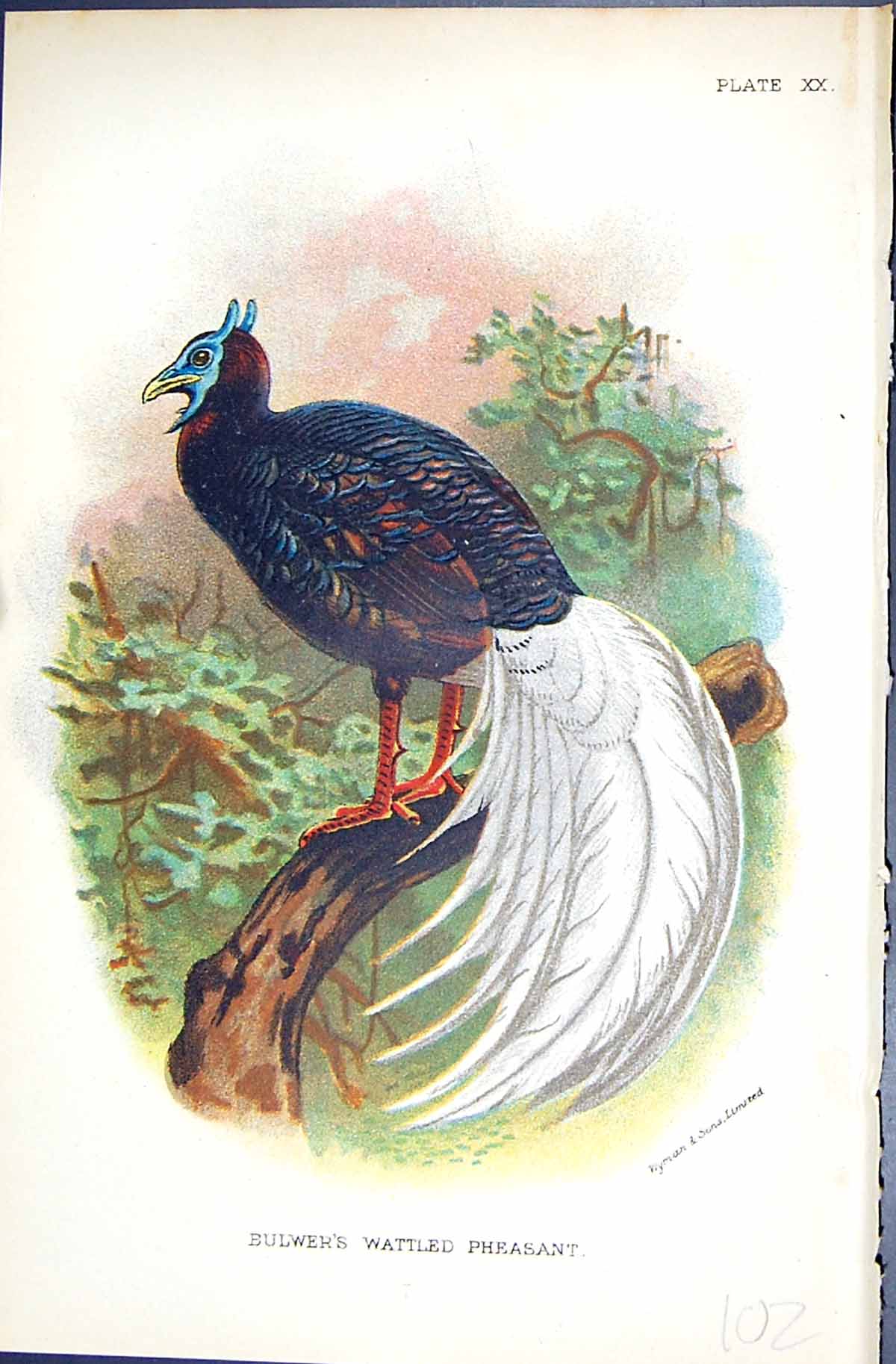 Antique Print Bulwer'S Wattled Pheasant Wyman 1896 Lloyd Sharpe Game Birds 19th