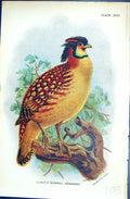 Antique Old Print 1896 Lloyd Sharpe Game Birds Cabot'S Horned Pheasant Wyman