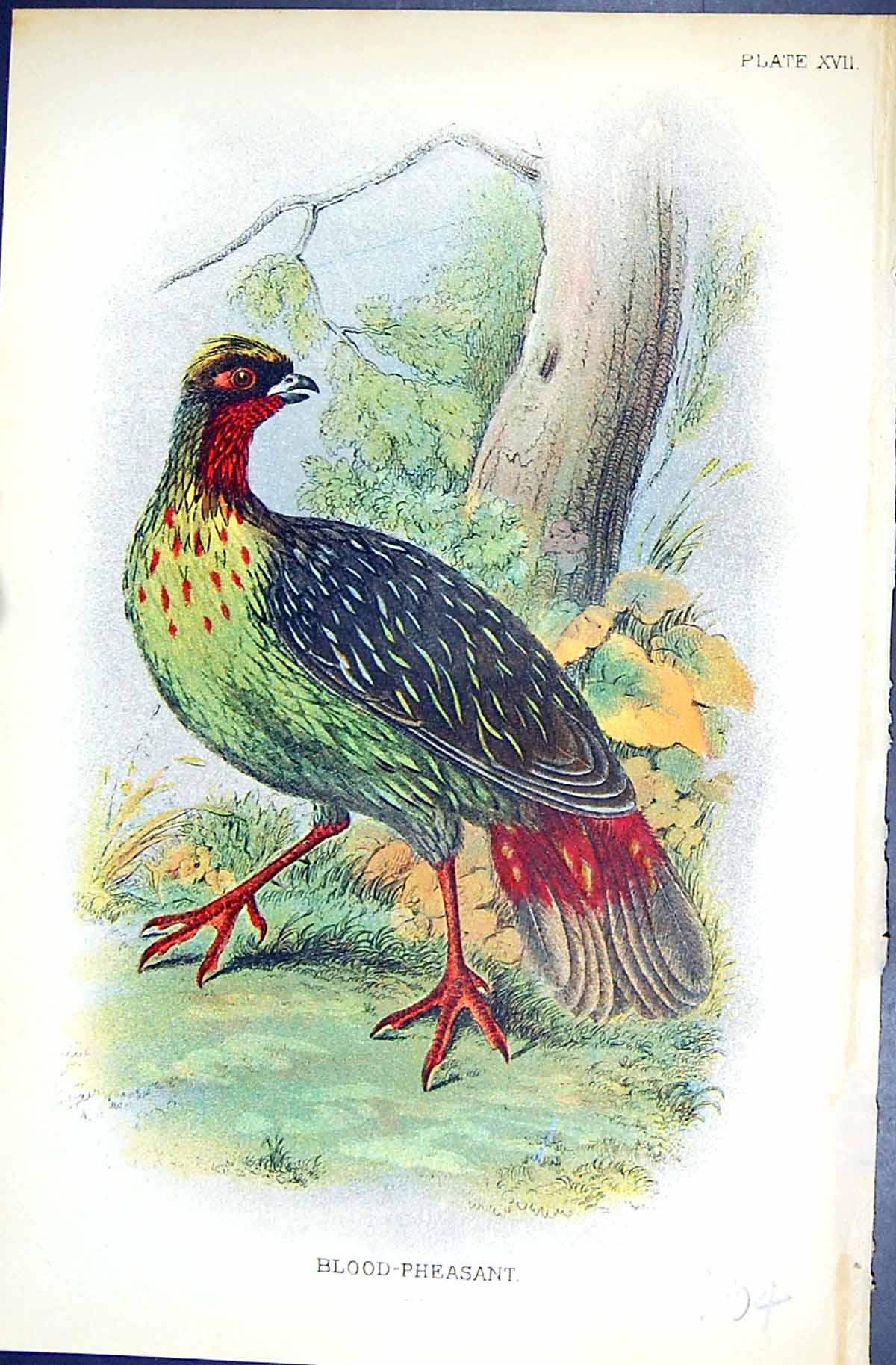 Original Old Antique Print Blood-Pheasant 1896 Lloyd Sharpe Colour Game Birds