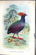 Antique Print Red-Crested-Wood-Partridge Wyman 1896 Lloyd Sharpe Game Birds