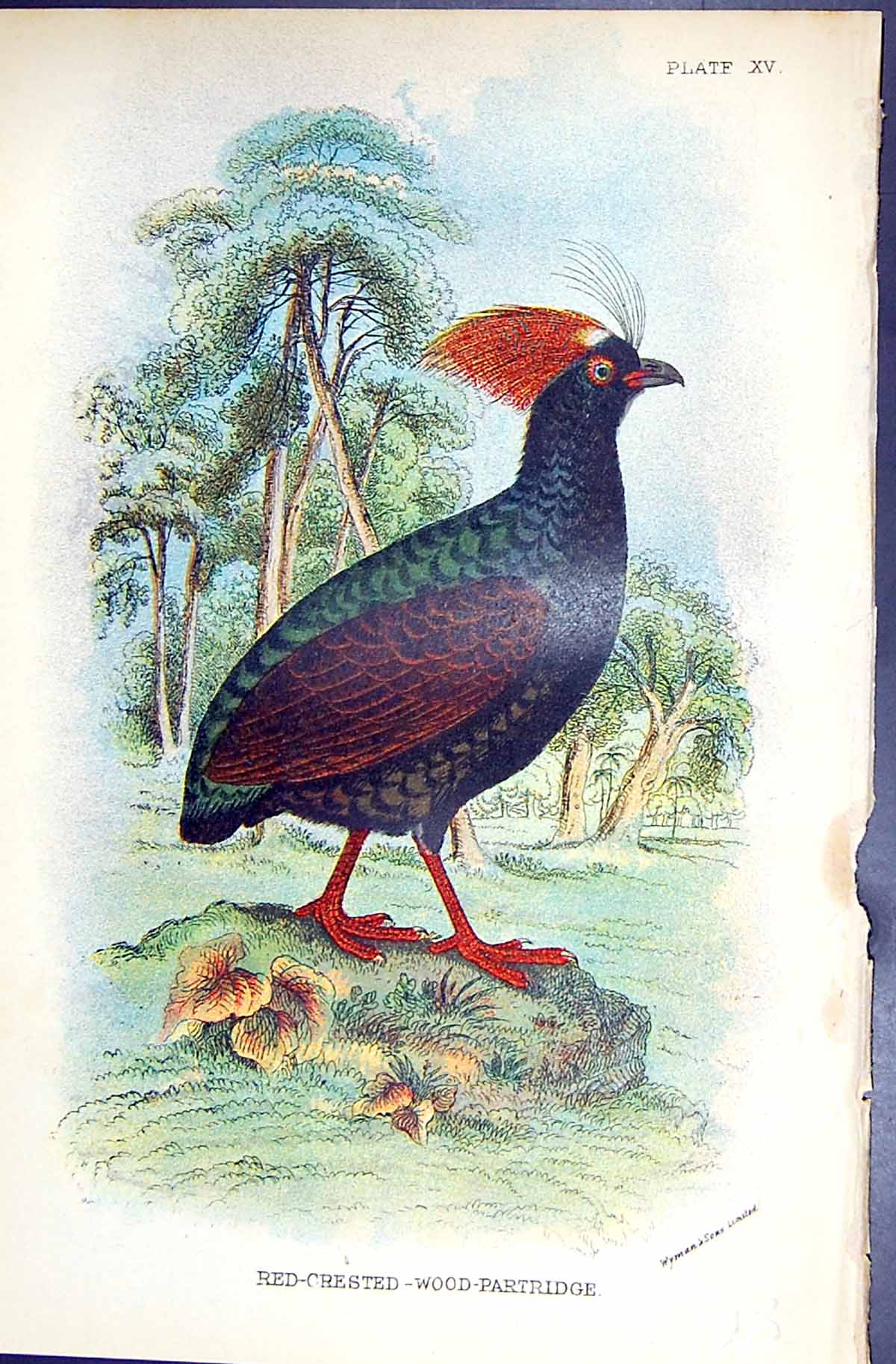 Antique Print Red-Crested-Wood-Partridge Wyman 1896 Lloyd Sharpe Game Birds